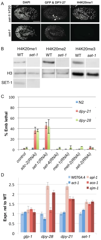 The H4K20me1 methyltransferase SET-1 genetically interacts with dosage compensation mutants and is required for repression of X-linked gene expression.