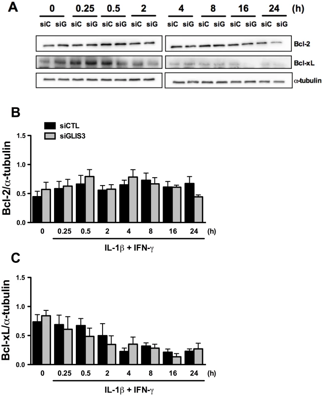 <i>GLIS3</i> KD does not change expression of the anti-apoptotic proteins Bcl-2 and Bcl-xL.