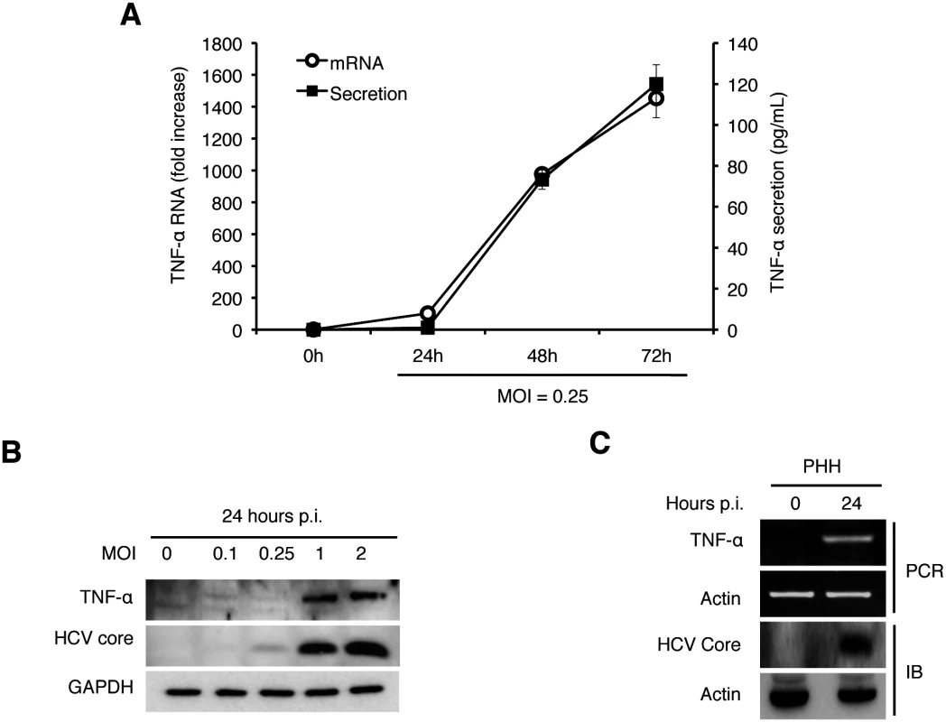 Induction of TNF-α by HCV.