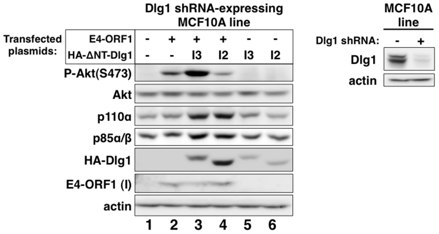 Only Dlg1-I3 mediates E4-ORF1-induced PI3K activation whereas both Dlg1-I3 and Dlg1-I2 mediate PI3K protein elevation.