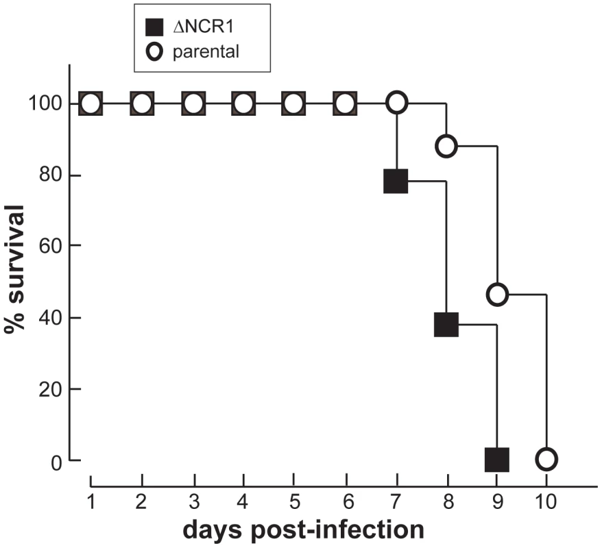 Growth features of TgNCR1-deficient parasites in vivo.