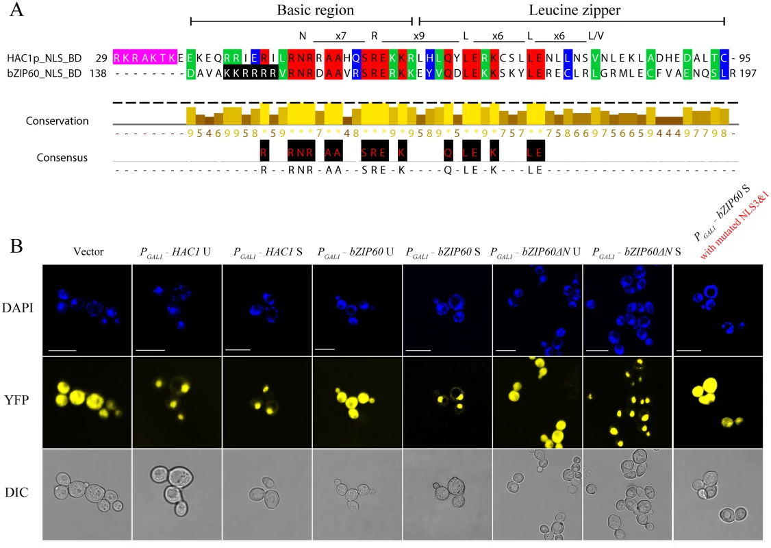 Both bZIP60 S and bZIP60ΔN S are localized to the nucleus in yeast.