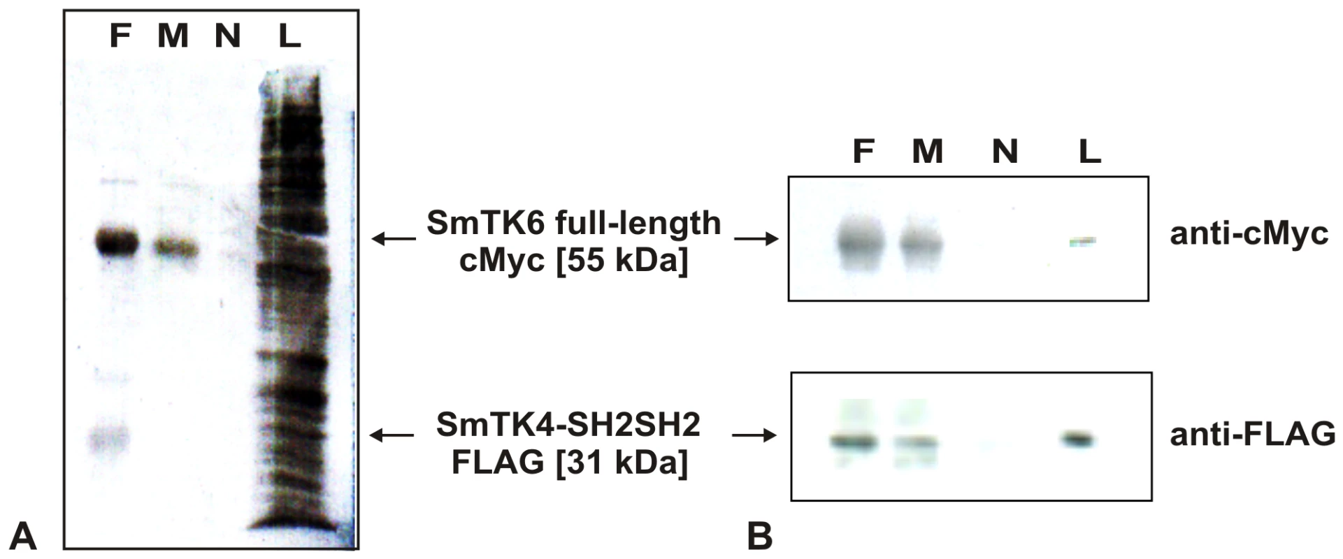 Co-immunoprecipitation of SmTK4 and SmTK6.