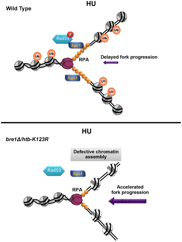 A model for how H2B mono-ubiquitylation facilitates fork stability under replication stress.
