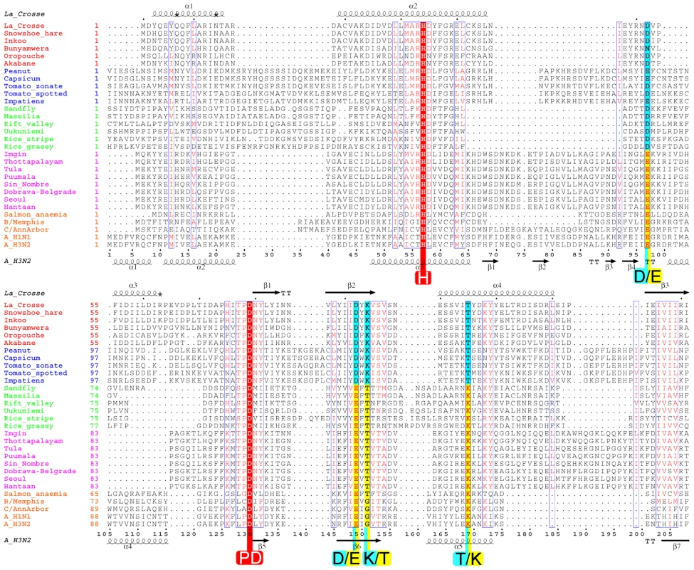 Structure based multiple alignment of the endonuclease of four genera of bunyavirus L-proteins together with the endonuclease of the PA subunit of selected orthomyxoviruses.