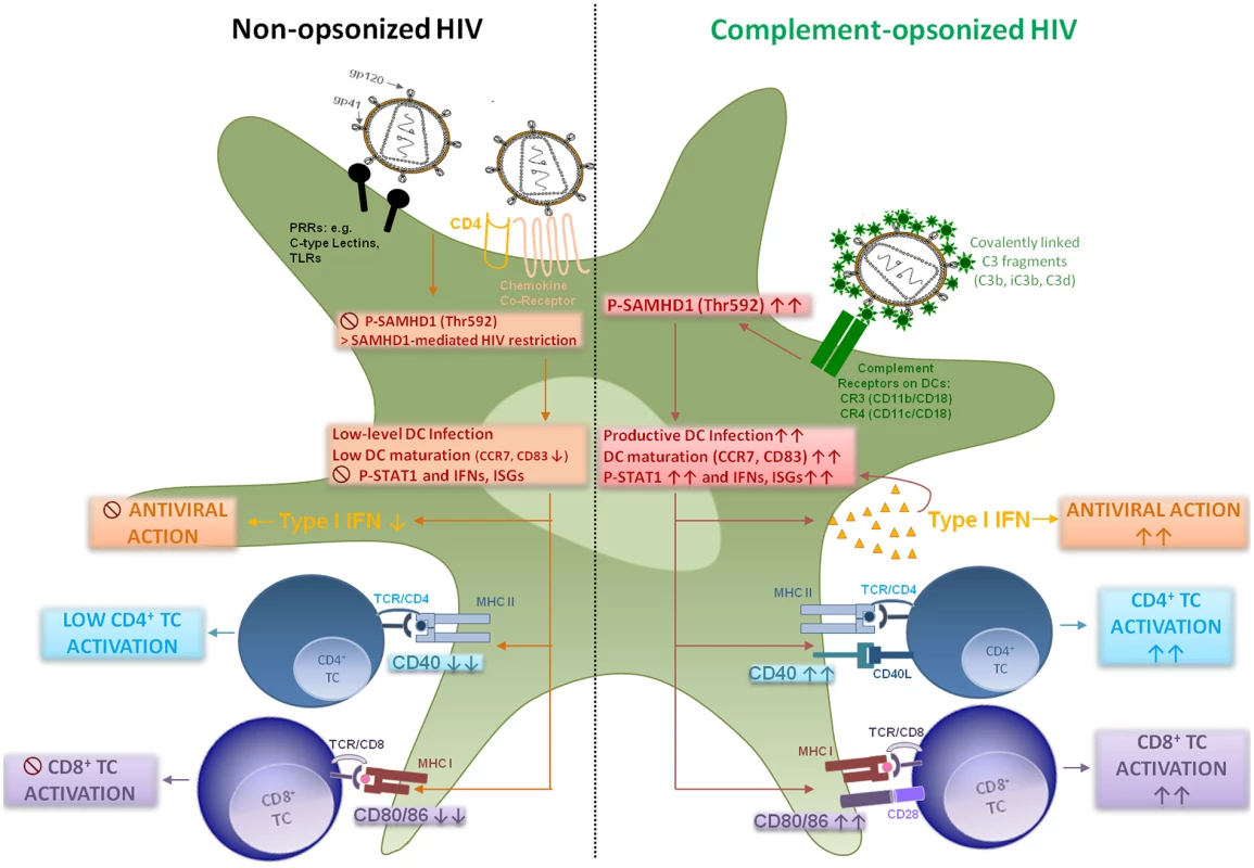 Graphical summary—HIV-C modulates dendritic cell function.