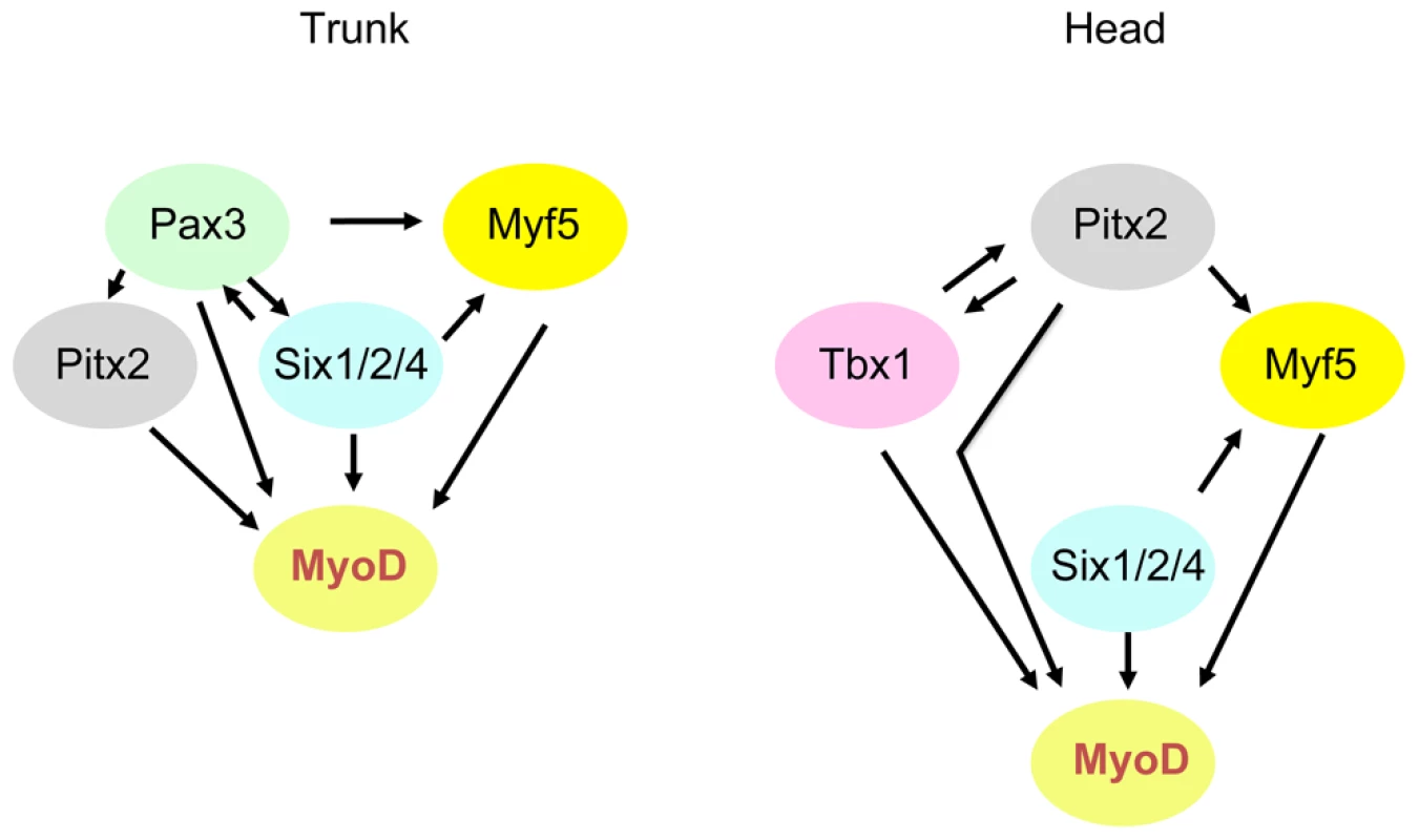 Schematic representation of genetic networks that activate <i>Myod</i> during myogenesis in the trunk and head.