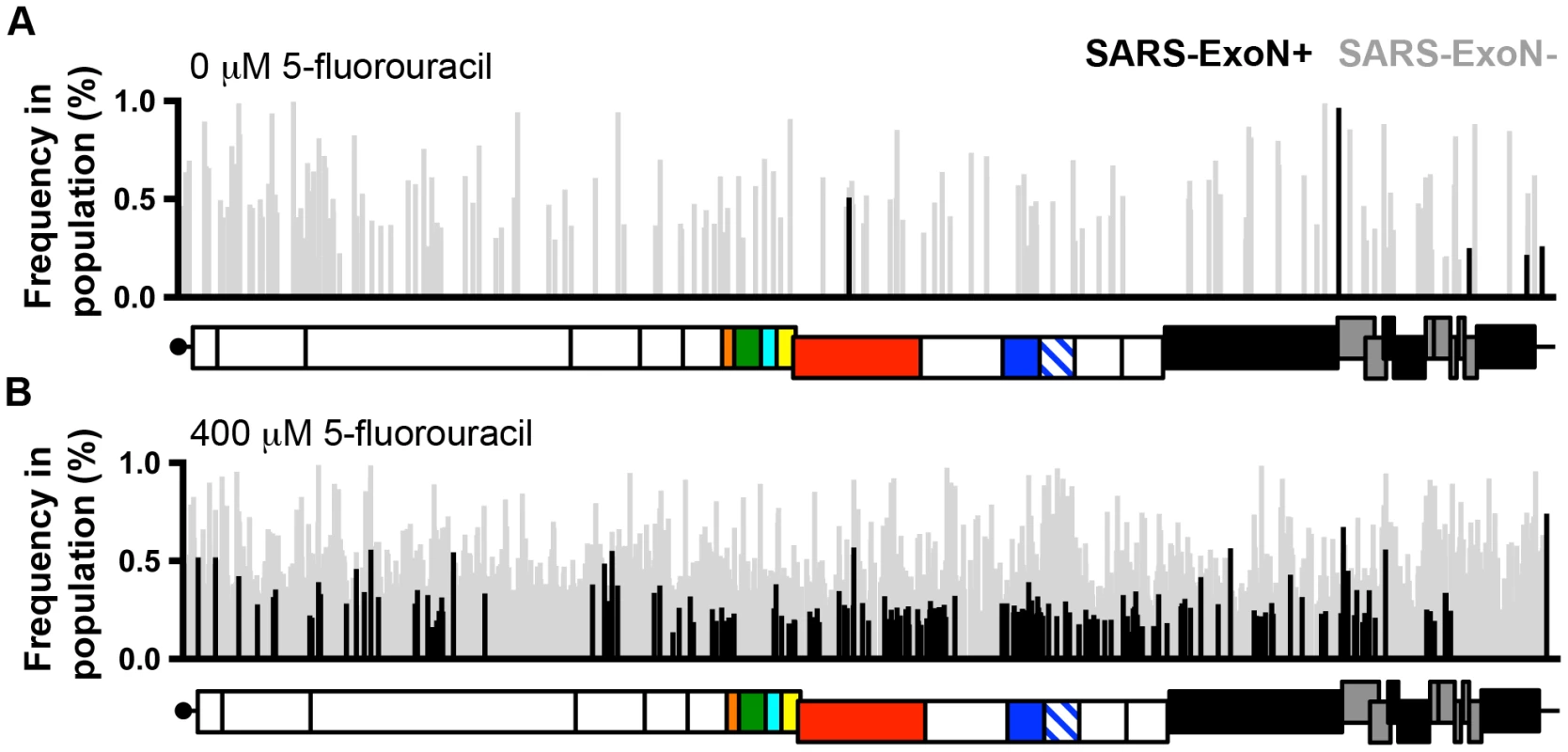 Loss of ExoN activity dramatically increases the sensitivity of CoVs to RNA mutagens.