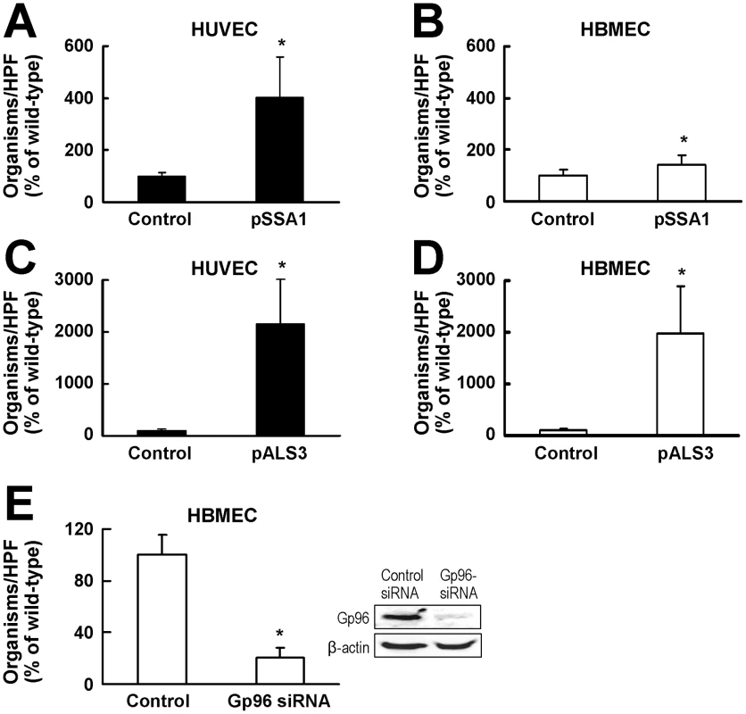 Both Als3 and Ssa1 induce HBMEC endocytosis, but Als3 has a greater effect than Ssa1.