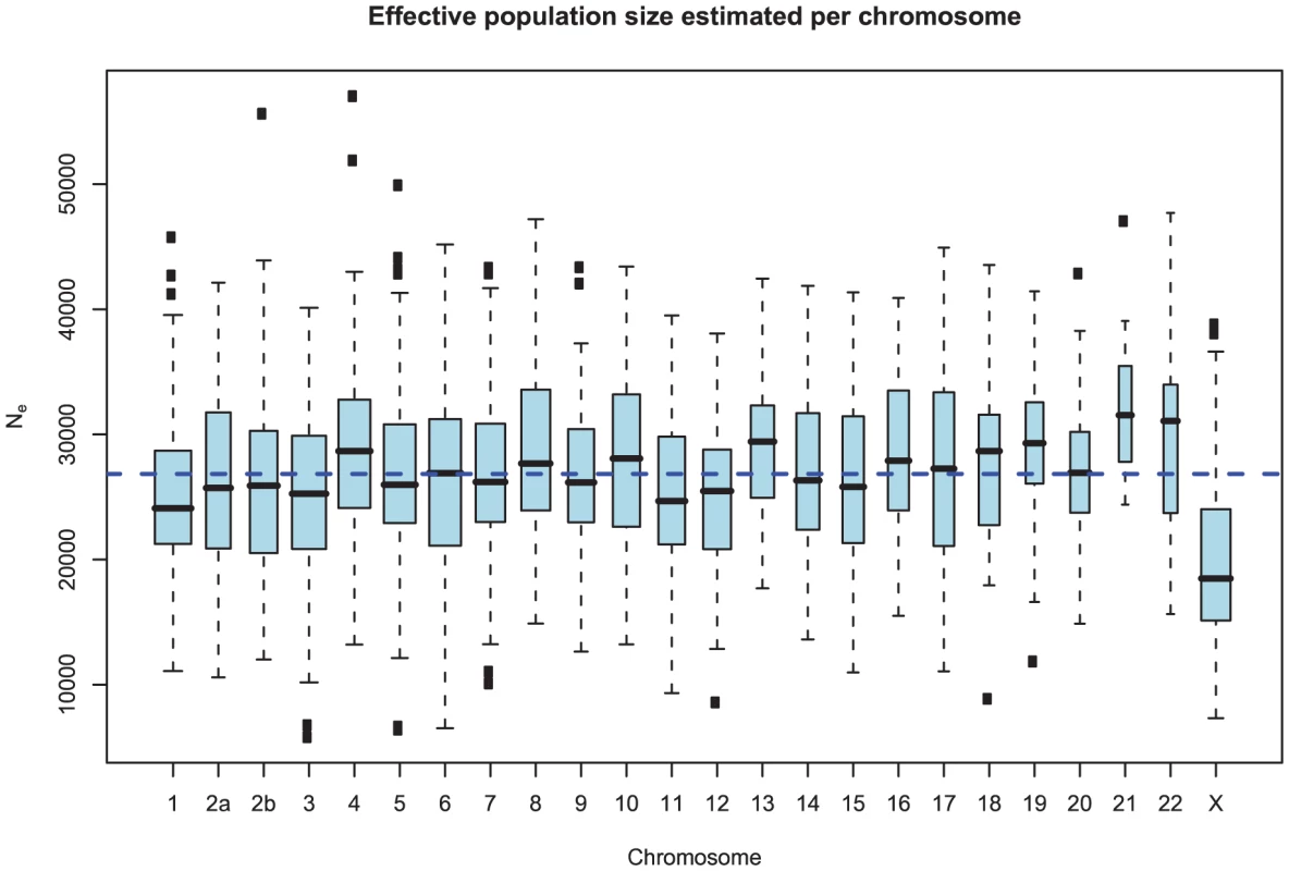 Distribution of effective population size estimates for each chromosome.