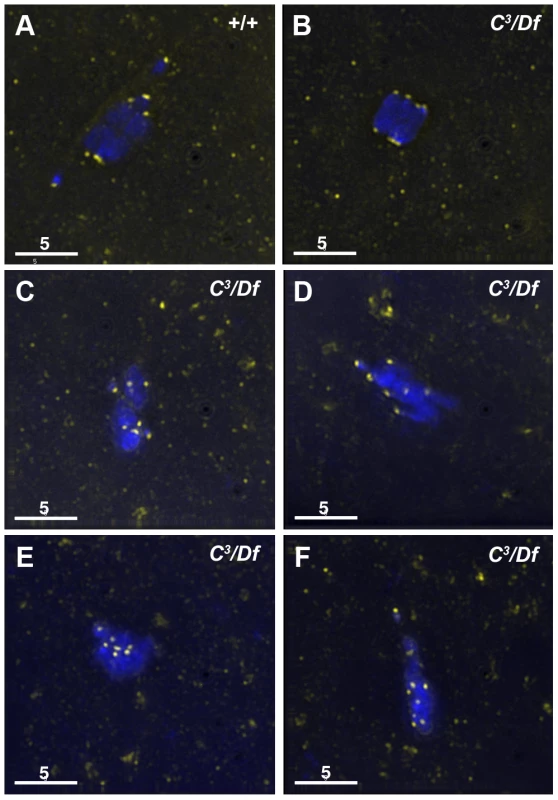 Kinetochores fail to properly biorient during prometaphase I in <i>γtub37C</i><sup>3</sup><i>/Df</i> mutant oocytes.