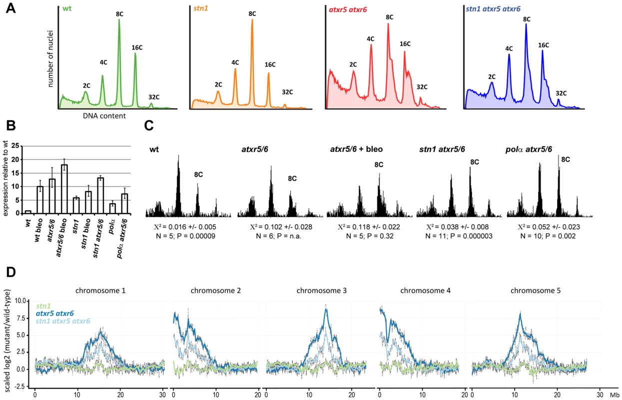 STN1 facilitates re-replication of heterochromatic regions.
