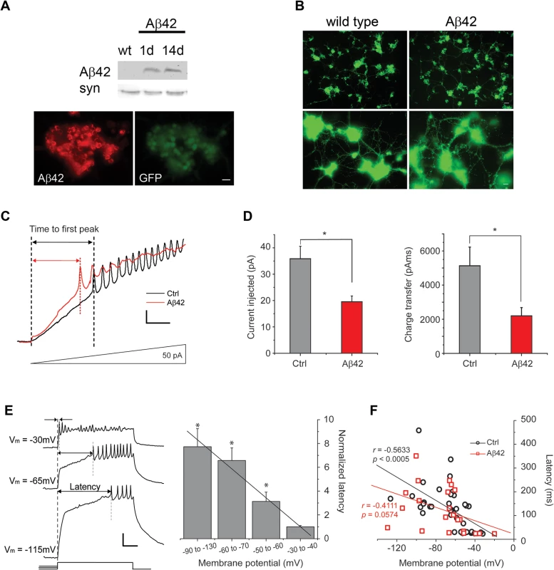 Aβ42 induces increased neuronal excitability in cultures 9 days old.