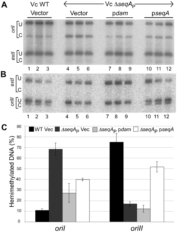 Quantification of hemimethylated GATC sites in WT and Δ<i>seqA</i><sub>P</sub> strains of <i>V. cholerae</i>.