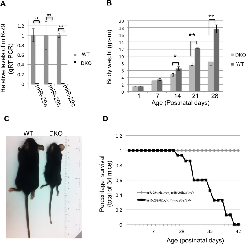 Postnatal growth retardation and lethality of miR-29 null mice.