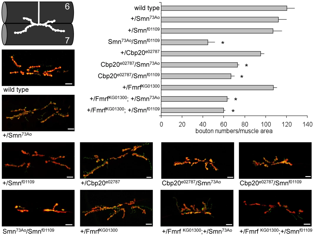 Loss of <i>Drosophila</i> Cbp20 or FMRF enhances <i>Dm</i>Smn loss of function neuromuscular defects.