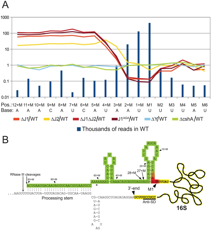 Enrichment of immature 16S rRNA in RNase J mutants.