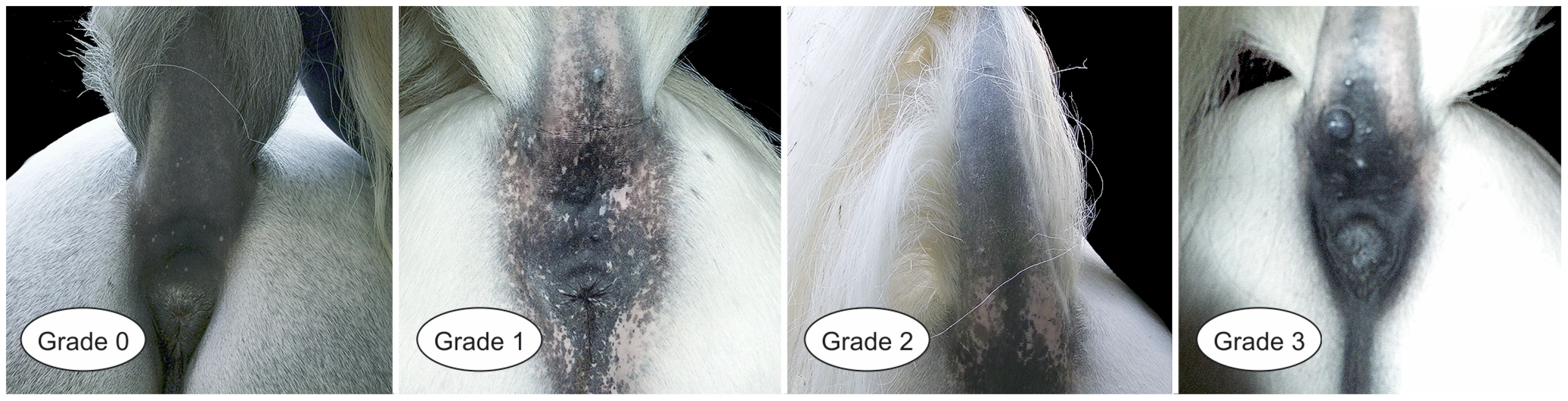 Variation of melanoma grade in four grey Lipizzan horses.