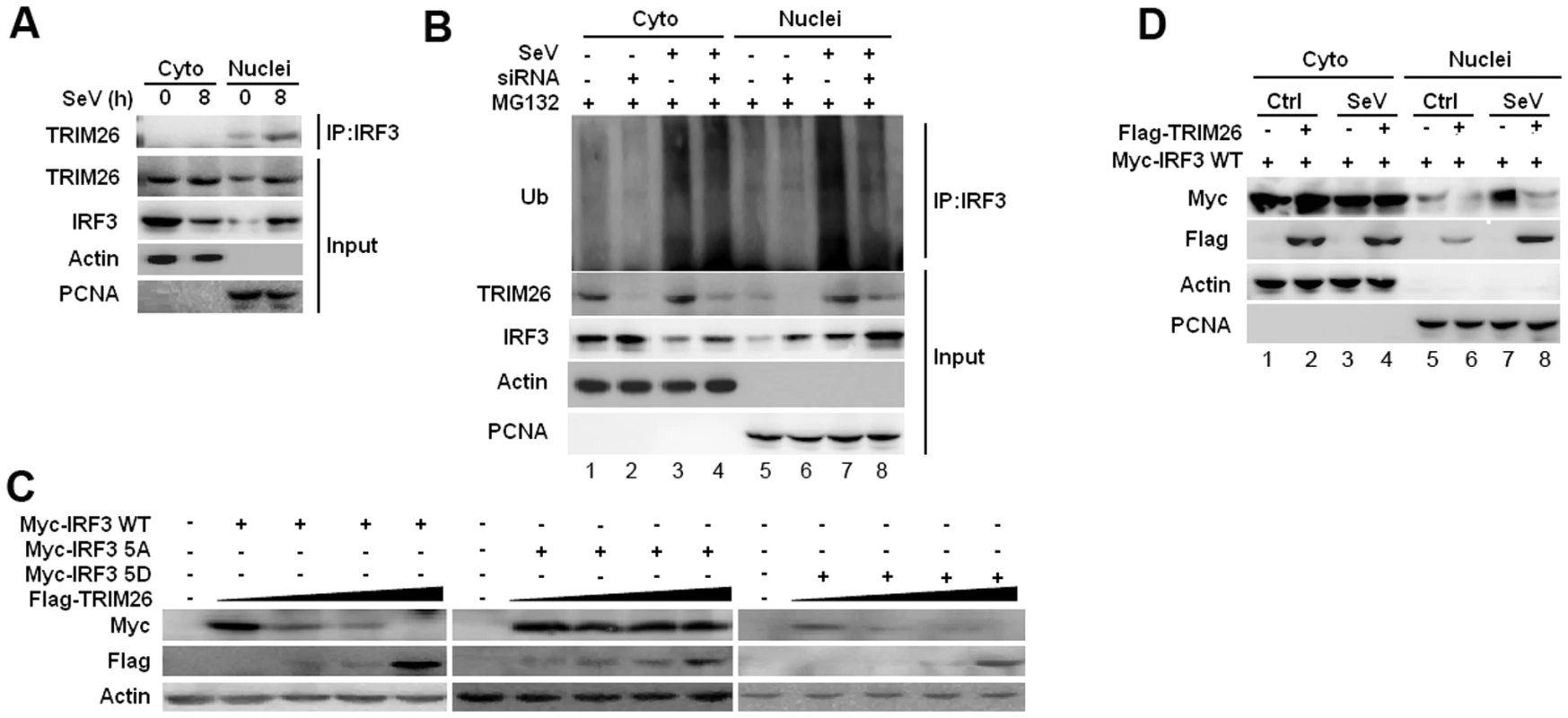 TRIM26 promotes IRF3 degradation in nucleus.