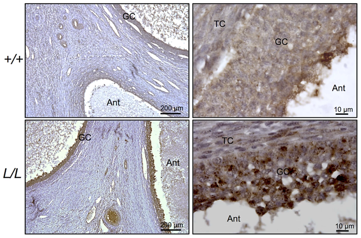 Immunostaining for B4GALNT2 in Lacaune sheep ovary.