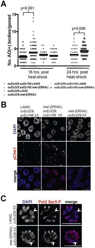 In the absence of MET-2, DSBs targeted to an unpaired extra-chromosomal array induces checkpoint-dependent apoptosis independent of transcriptional activation.