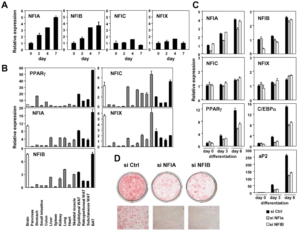 NFIA and NFIB are novel regulators of adipocyte differentiation.