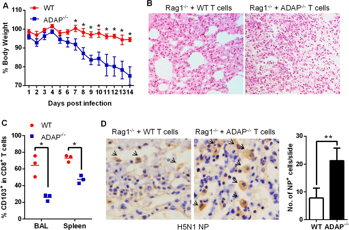 Rag1<sup>-/-</sup> mice receiving ADAP<sup>-/-</sup> T cells reduces protection in response to H5N1 virus infection.