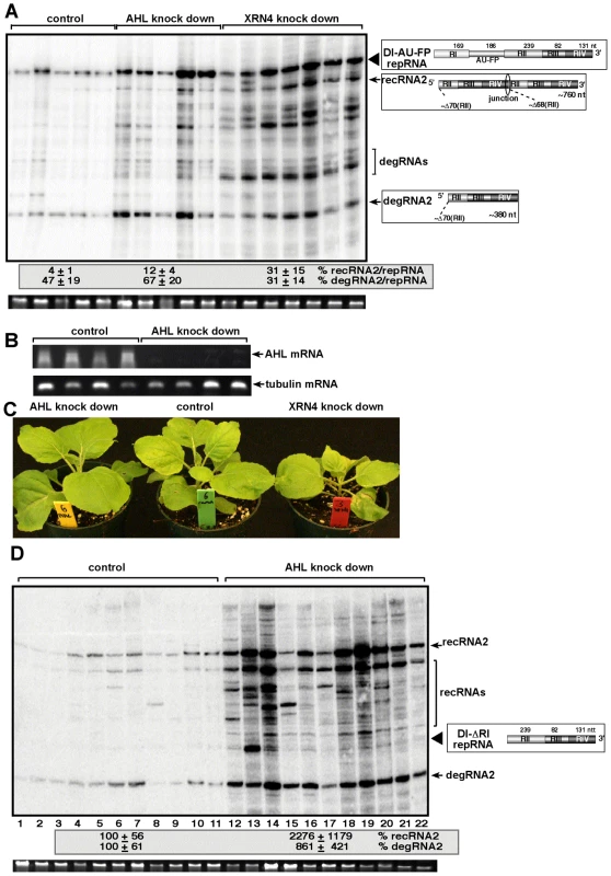 The role of <i>AHL1</i> phosphatase in TBSV RNA recombination.