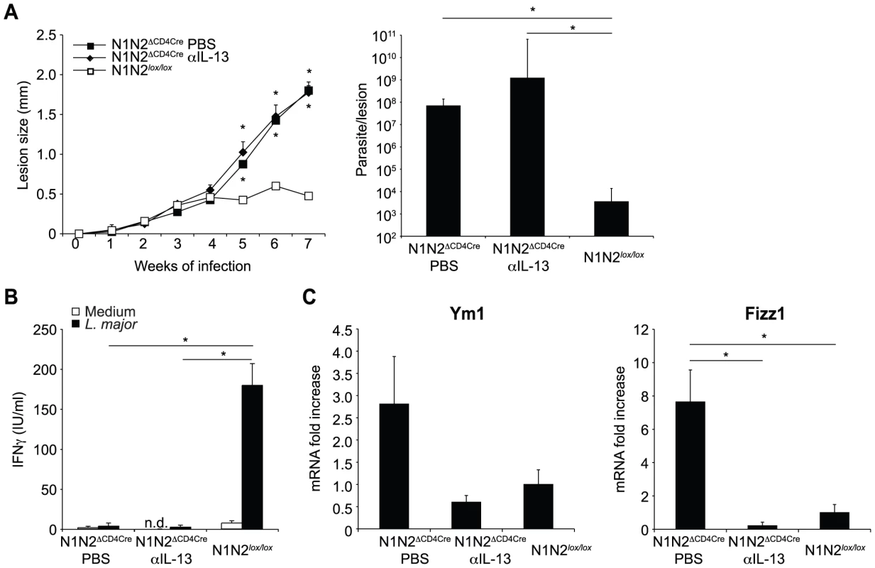 Treatment with anti-IL-13 does not restore resistance of N1N2<sup>ΔCD4Cre</sup> mice to <i>L. major</i>.