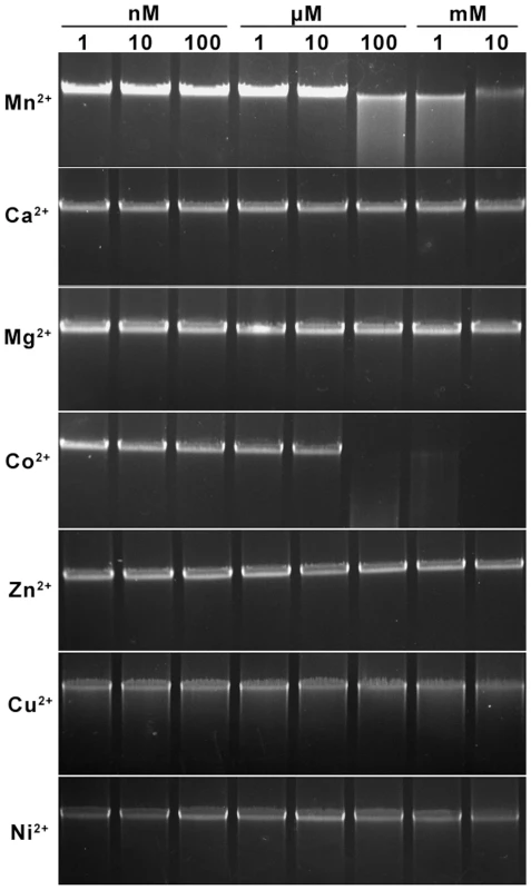 Divalent cation ion requirements analysis for the cleavage of <i>S. lividans</i> 1326 total DNA by Sco4631.