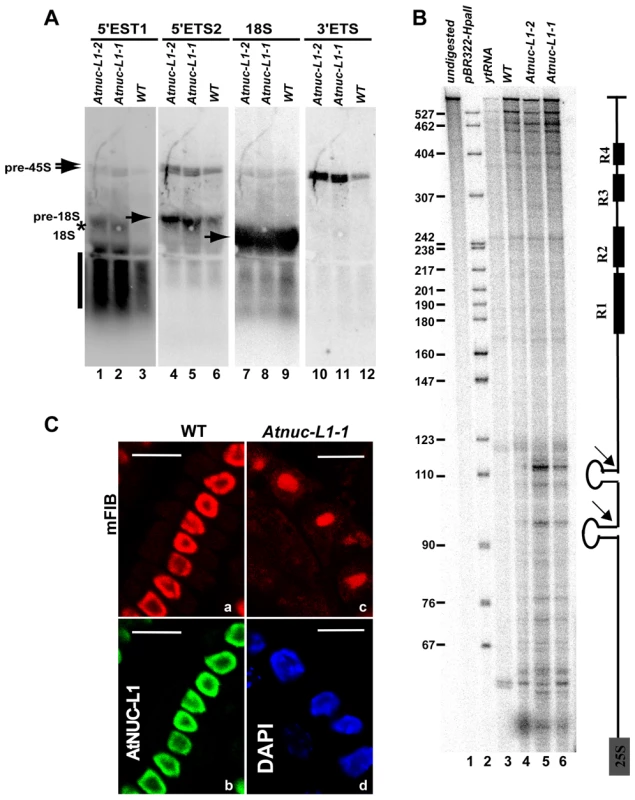 Processing of accumulated pre-rRNA in <i>Atnuc-L1</i> mutant plants is accurate.