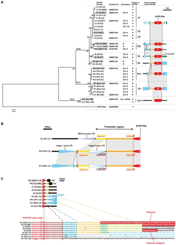 Molecular evidence suggesting the course of evolution of the <i>AVR-Pita</i> family.