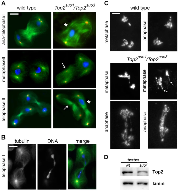 <i>Top2<sup>suo1</sup>/Top2<sup>suo3</sup></i> mutant males display strong defects in meiotic chromosome morphology and segregation.