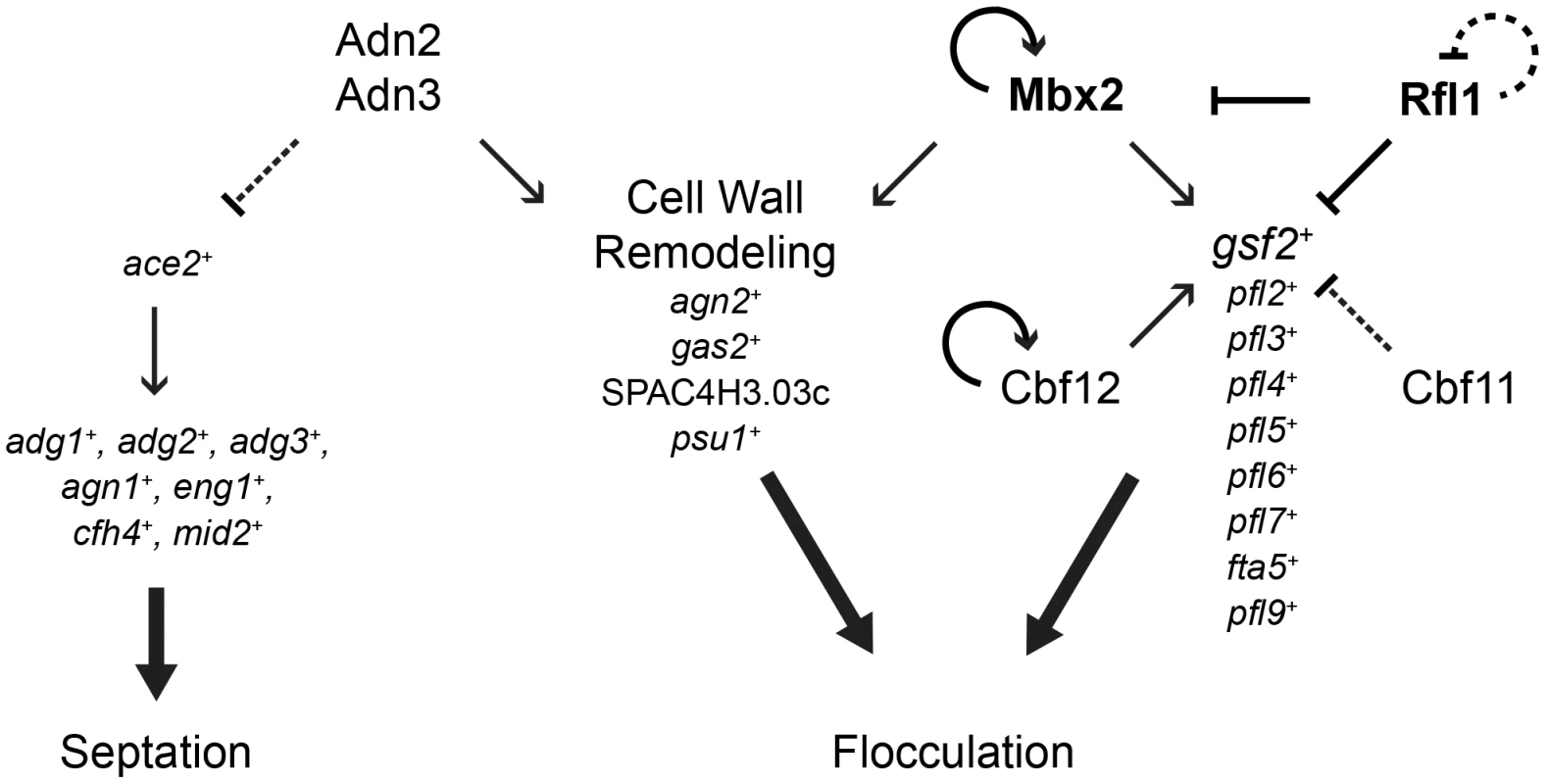 A model of the transcriptional-regulatory network of flocculation in <i>S. pombe</i>.