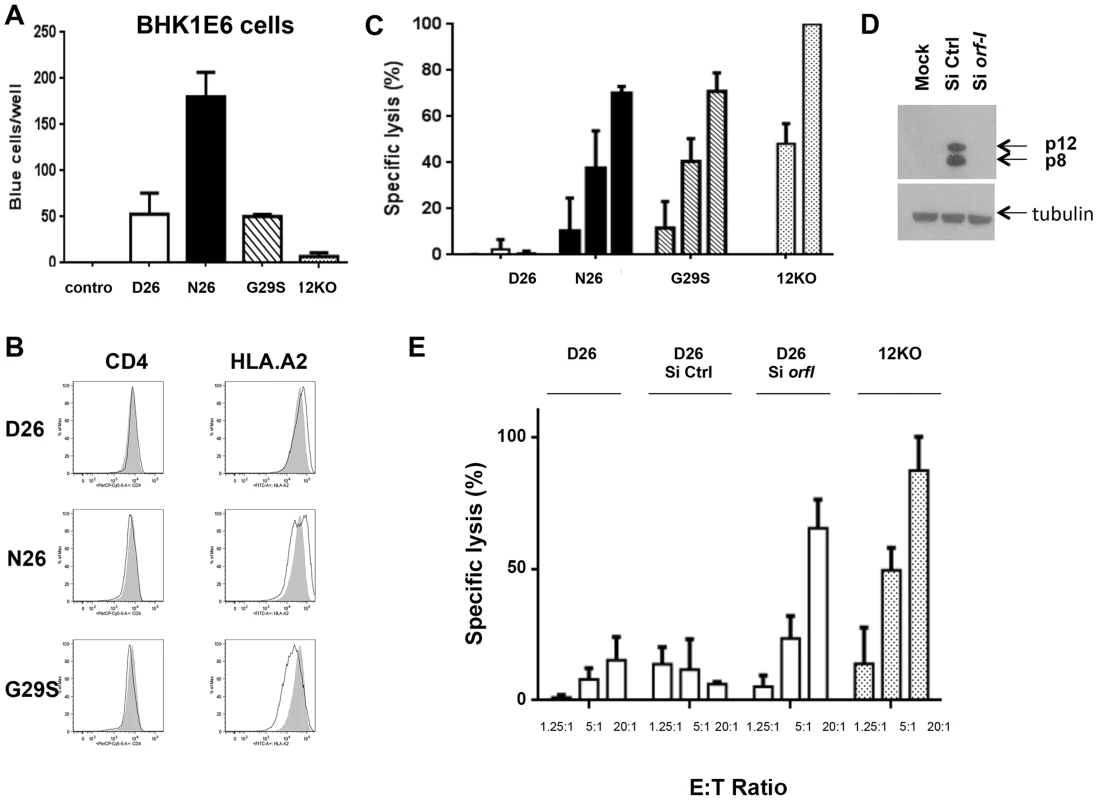 Susceptibility of HTLV-1 producing CD4<sup>+</sup> cell lines to CTL killing.