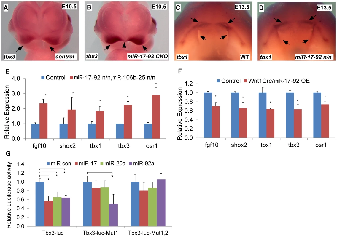 <i>miR-17-92</i> represses genes important for craniofacial development.