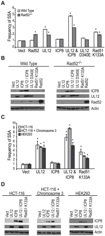 Rad52 and/or ICP8 are necessary for the UL12-mediated increase in SSA.