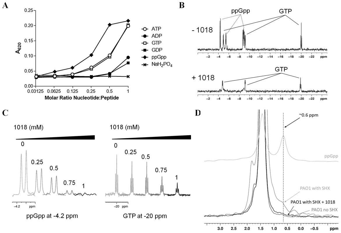 Peptide 1018 bound to ppGpp <i>in vitro</i> and led to degradation of (p)ppGpp <i>in vivo</i>.
