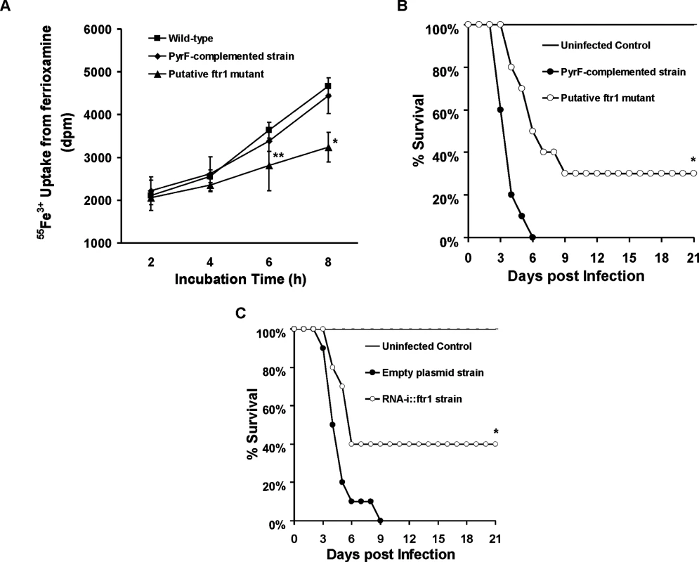 Reduction of <i>FTR1</i> expression decreases the ability of <i>R</i>. <i>oryzae</i> to take up iron from ferrioxamine <i>in vitro</i> and attenuates <i>R</i>. <i>oryzae</i> virulence in the deferoxamine-treated mice.