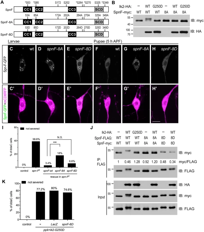 The phosphorylation of Spn-F by Ik2 kinase is required for Spn-F distribution and dendrite pruning.