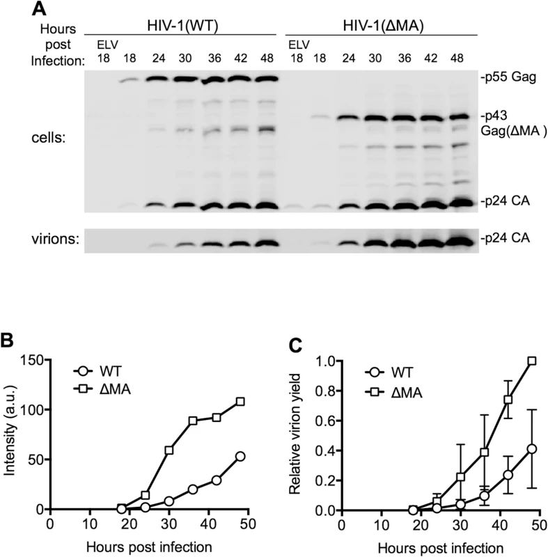 Effect of the MA globular head on the dynamics of HIV-1 replication.