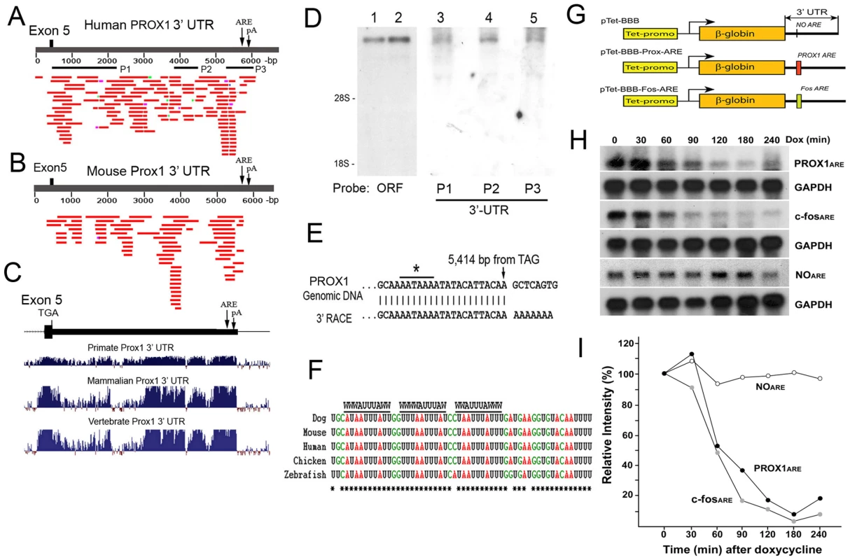 PROX1 mRNA has an unusually long 3′-untranslated region with a functional ARE that decreases its mRNA stability.