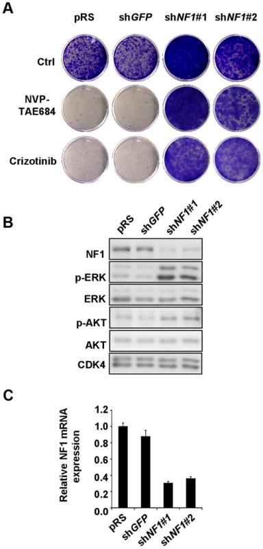 <i>NF1</i> suppression leads to ERK activation and confers resistance to ALK inhibitors in human neuroblastoma cells.