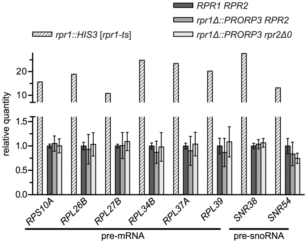 Levels of putative non-tRNA RNase P-substrates in RNase P-swapped yeast strains.