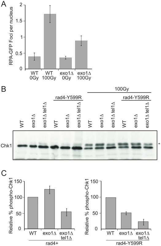 Chk1 phosphorylation is reduced in <i>rad4</i>-Y599R mutant cells when <i>exo1</i> is deleted.