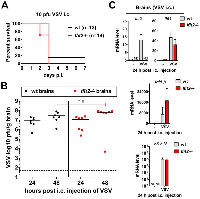 Wt mice are as susceptible as <i>Ifit2<sup>−/−</sup></i> mice to intracranial VSV infection.