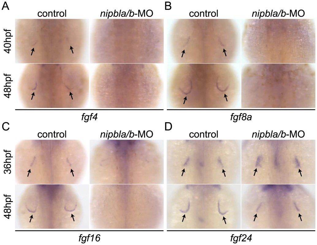Reduced expression of <i>fgf</i>s in the AER of Nipbl-deficient embryos.
