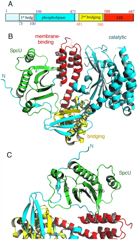 The crystal structure of ExoU in complex with its chaperone SpcU.