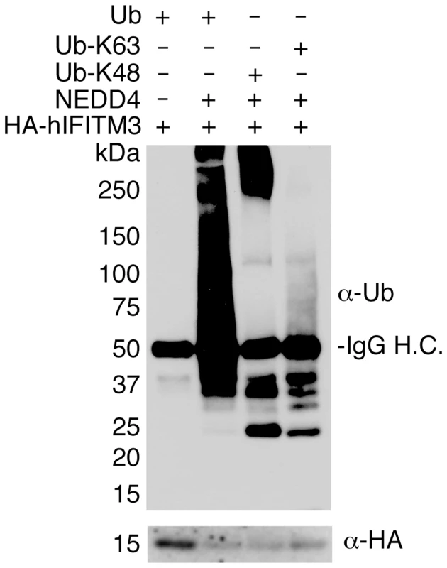 NEDD4 ubiquitinates IFITM3 in vitro.