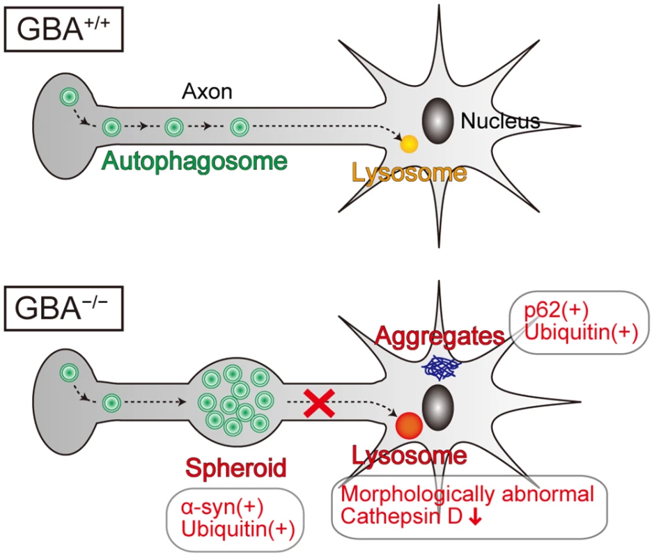 Pathological findings and proposed pathological mechanisms in neurons of <i>GBA</i><sup>-/-</sup> medaka.